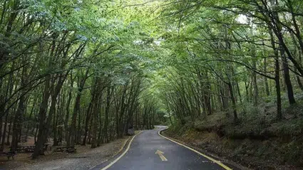 İstanbul’da ormanlık alanlara giriş yasağı başlıyor