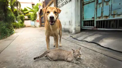 Sokak hayvanlarına yardım bahanesiyle dolandırıcılık yapan 10 şüpheli tutuklandı!