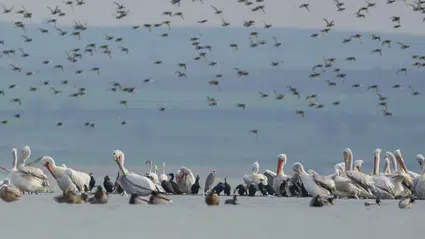 Dünya’da 500’den fazla kuş türü yok olma tehlikesiyle karşı karşıya