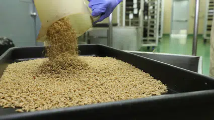 ABD, güney sınırını yine kapattı: Bu seferki sebep et yiyen parazitler!