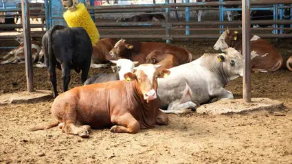 Şap hastalığı nedir? Hayvandan insana geçer mi?