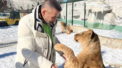 Çiftçiye saldıran aslanın sahibi: İnsanlara saldırmazdı, sosyal bir hayvandı