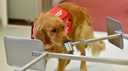 Eğitilen köpekler Parkinson hastalığını koklayarak tespit etti