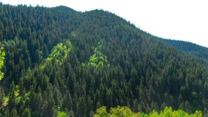 “Torba yasa ile ormanlar sermayeye açılıyor” iddialarına yanıt