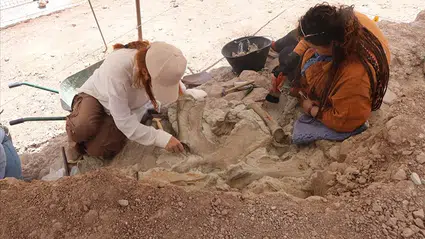 Çankırı'da 9 milyon yıllık fil, gergedan ve zürafa fosilleri bulundu