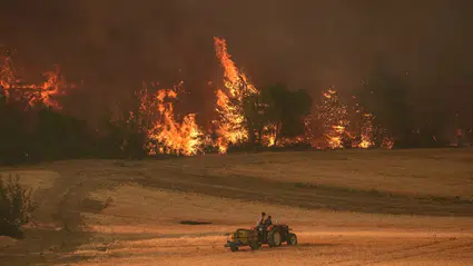 Bilecik'te çiftlikte çıkan yangın ormana sıçradı: 95 küçükbaş hayvan öldü