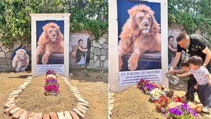 Öldürülen aslan Zeus'un sahibi, evine mezar yaptırdı: Çocuğum gibiydi