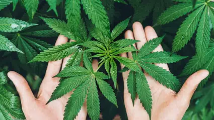 Sağlık Bakanı Memişoğlu'ndan tıbbi kenevir açıklaması: 15 hastalıkta kullanılacak