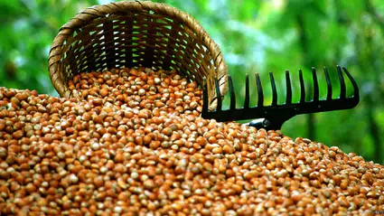 TMO, 2025-2026 fındık alım fiyatlarını açıkladı