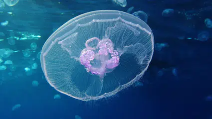 Arktik Okyanusu’nda gizemli denizanası sınırı: Bilinmeyen bir doğa bariyeri keşfedildi