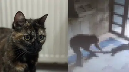 Kediye işkence ederek öldüren inşaat işçisi gözaltına alındı