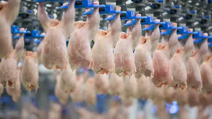 İzmir’de tarihi değiştirilmiş tavuk skandalı: 271 ton ürün yakalandı!