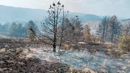Çorum'daki orman yangına müdahale devam ediyor
