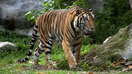 Korkunç olay: Kaplan bakıcısına saldırdı, bakıcı hayatını kaybetti!