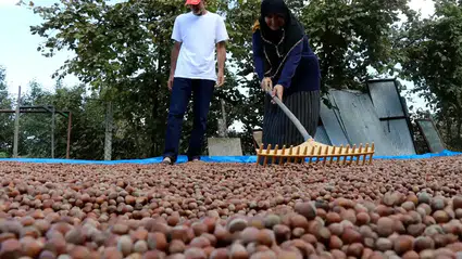 Fındık fiyatı 500 lirayı görür mü?