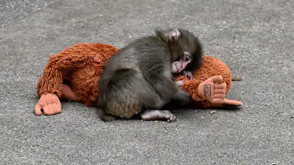 Terk edilen bebek maymun Punch’ın peluşu yok satıyor: Türkiye fiyatı belli oldu