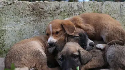 Şanlıurfa’da sokak hayvanları toplatıldı: Kısırlaştırma ve bakımevi işlemleri tamamlandı