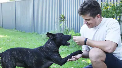 Yapay zeka destekli kanser aşısı mucizesi: Rosie’nin tümörü %75 küçüldü