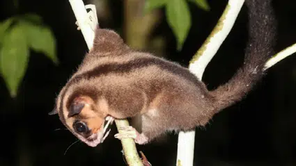 Binlerce yıldır nesli tükenmiş sanılan iki tür Avustralya ve Yeni Gine’de bulundu