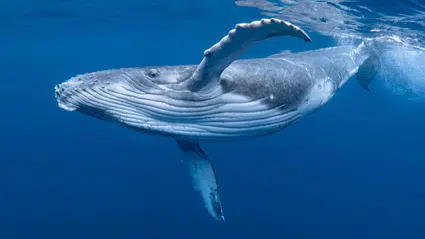 Grönland balinalarının 200 yılı aşan ömürlerinin sırrını çözdü