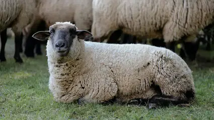 2026 vekaletle kurban kesim bedeli açıklandı