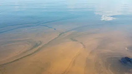 Kocaeli’de deniz turuncuya döndü: Alg patlaması görüldü