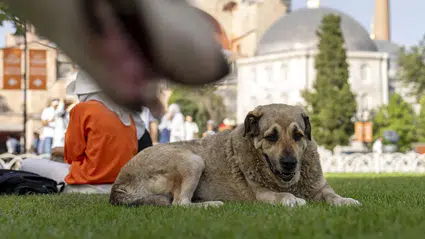 İstanbul Valiliği’nden sokak köpekleri için 6 maddelik yeni karar