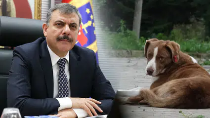 İçişleri Bakanı Çiftçi: Yılbaşına kadar sahipsiz köpeklerin tamamı barınaklara alınacak
