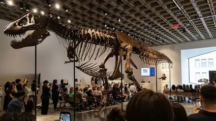 T-rex iskeleti açık artırmada rekor kırdı: 50,1 milyon dolara satıldı