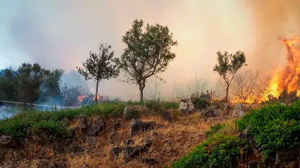Komşuda alarm durumuna geçildi: Hava sıcaklığı 40 dereceyi aştı, adalar tahliye ediliyor