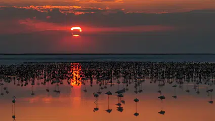 Tuz Gölü'nde flamingo sevinci: 12 bin 800 yavruyla son 5 yılın rekoru