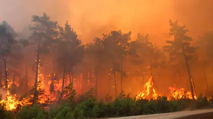 25 ildeki 73 orman yangınına ilişkin soruşturmalarda 12 kişi tutuklandı
