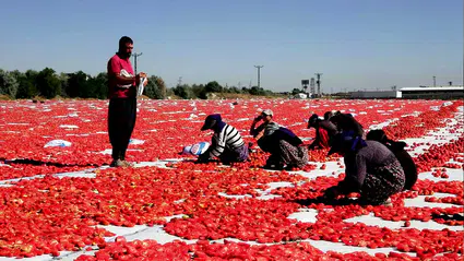 Kayseri'nin kuru domatesleri İtalya'da pizzalara lezzet katıyor