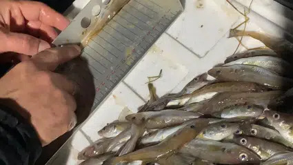 Tonlarca balığa yasal avlanma boyutunun altında olduğu için el konuldu