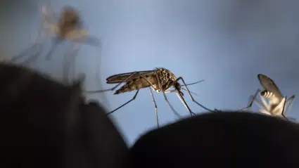 Jurassic Park senaryosu gerçek olabilir mi? Sivrisinekler hayvan DNA’sını taşıyor