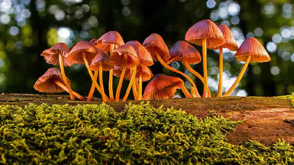 Toprağın altındaki görünmez ağlara Nobel ayarında ödül