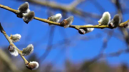 Antik çağın en tuhaf tedavileri: Söğüt dalından, dışkı çorbasına