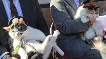 Japonya demir yollarında üçüncü defa bir kedi istasyon şefi oluyor