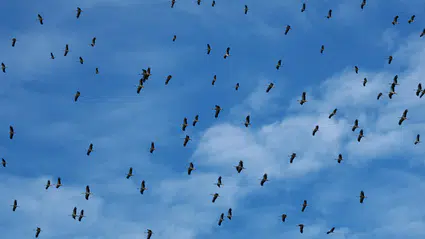 Göçmen kuşların ölüm yolculuğuna 70 kuruluştan ortak dur çağrısı