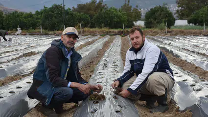 Plazadan tarlaya dönüş: Kurumsal hayatı bırakıp ata mirasını devraldı