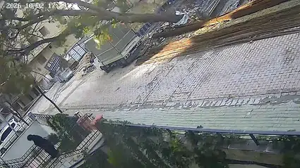 Avcılar'da saniyelerle gelen mucize: Devrilen ağaçtan kıl payı kurtuldu