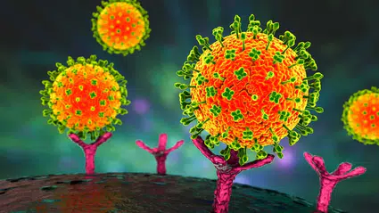 Hindistan’da nipah virüsü alarmı: Asya ülkeleri önlemleri artırdı