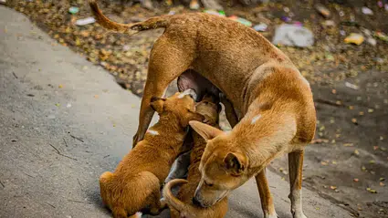 Yavru köpeklere cinsel saldırıda bulunup öldüren doktorun cezası düşürüldü