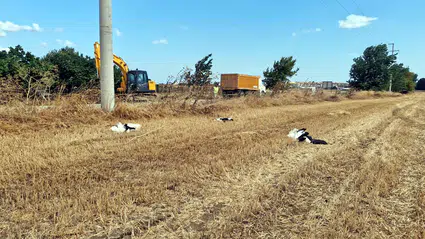 Tekirdağ’da yaklaşık 30 leylek ölü bulundu