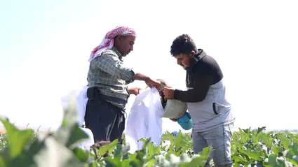 Yamula patlıcanında tescilli ürün hasadı başladı