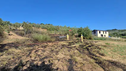 Mudanya’da tarım arazisindeki yangın bağ evlerine ulaşmadı
