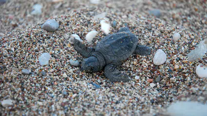Çıralı'da 'Zafer Yuvası'ndan 62 yavru caretta caretta denizle kavuştu