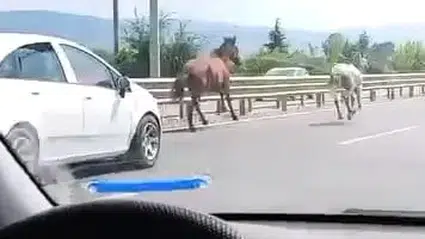 İnegöl yolunda iki at araçların arasında koştu