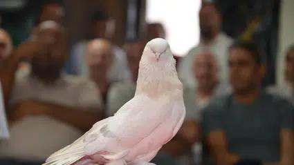 Erzurum’da şebap güvercinleri için kırmızı halı sergisi