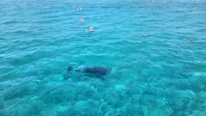 Alanya kıyılarında tatilcileri şaşırtan yunus ziyareti